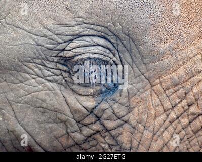`Elephant eye with long lashes of a baby African elephant (Loxodonta africana). Closeup. Nairobi National Park, Kenya. Stock Photo